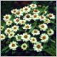 Zinnia 'Profusion White'